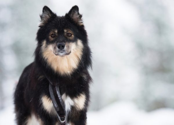 Finnish Lapphund sedang menonton