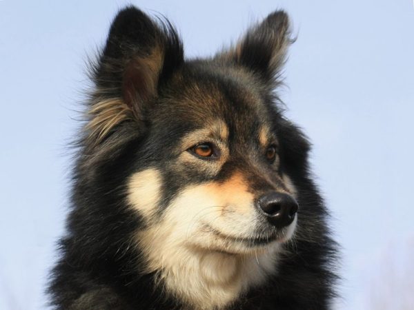 Cute Finnish Lapphund