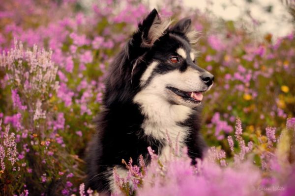 Foto indah Lapphund Finlandia