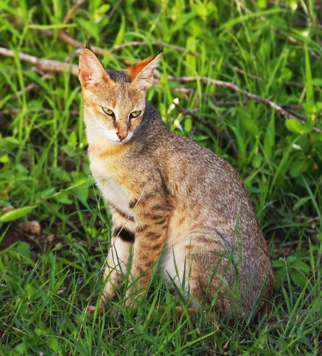 Swamp lynx - salah satu ras kucing terbesar