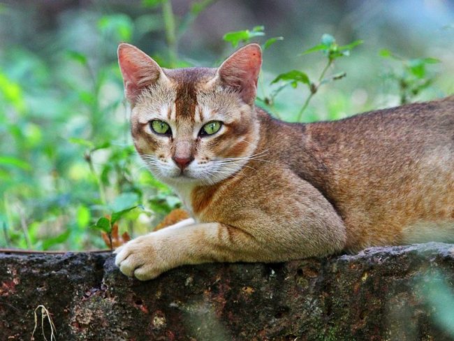 Kucing buluh adalah pemburu yang hebat