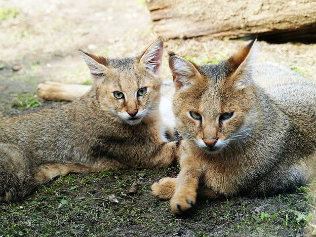 Di rumah, buluh kucing sangat patuh dan mudah dipelajari.