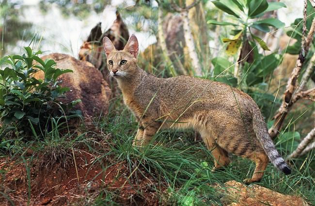 Kucing yang anggun mengesankan dengan keanggunan, plastisitas dan mobilitasnya