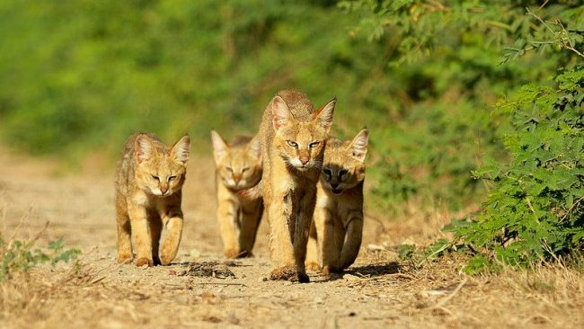 Kucing buluh memiliki pendengaran yang luar biasa berkat telinganya yang besar.