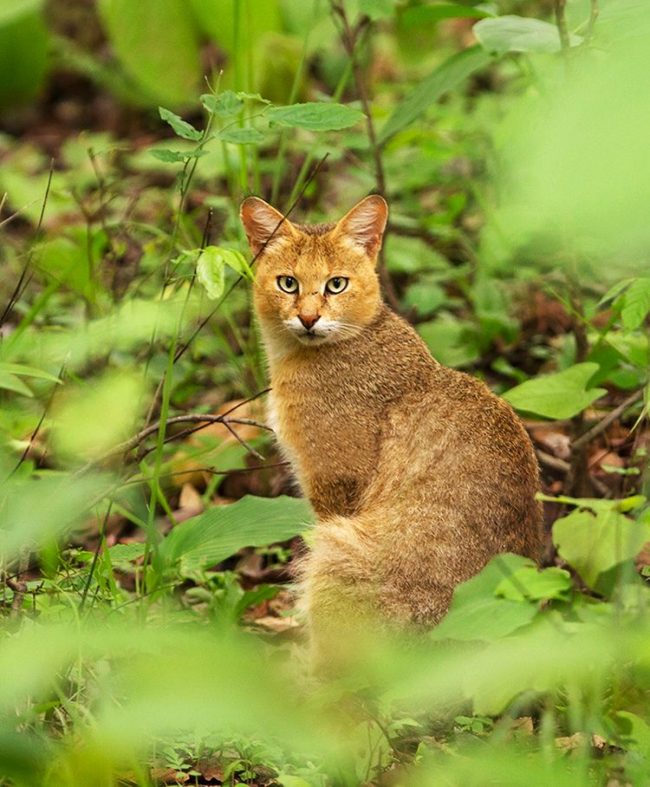 Kucing buluh, tidak seperti hampir semua perwakilan kucing lainnya, sama sekali tidak takut pada air.