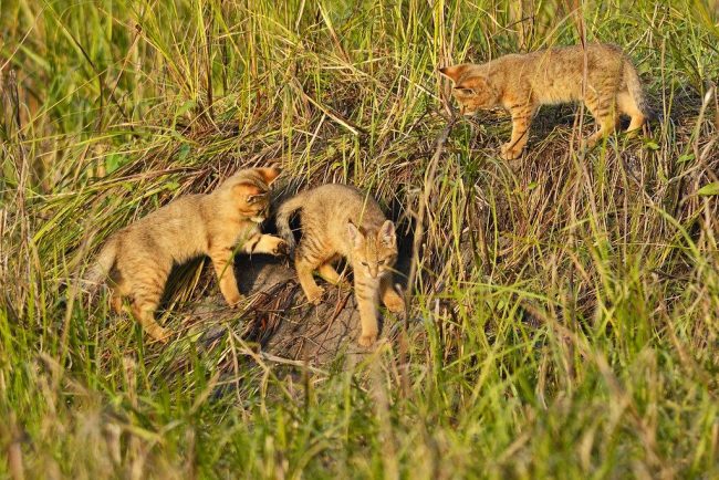 Kebaikan dan kurangnya rasa takut pada manusia dengan cepat menjadikan Hausi benar-benar favorit bagi orang-orang
