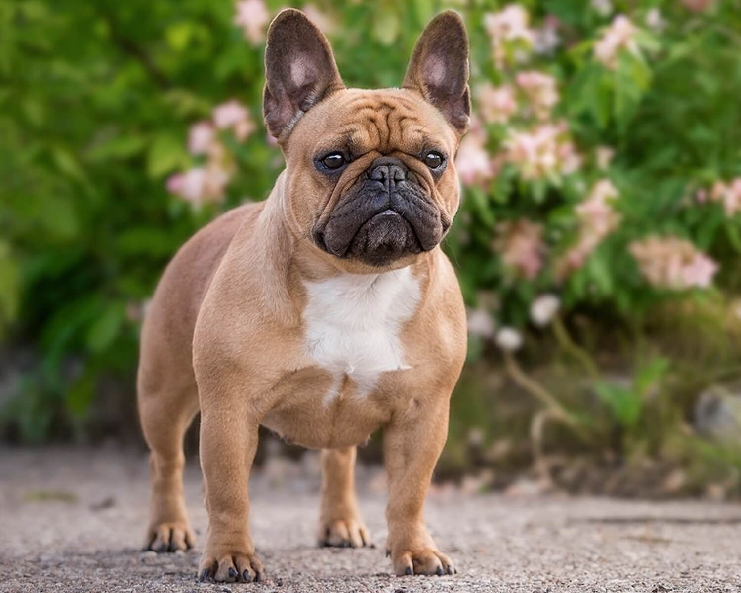 bulldog