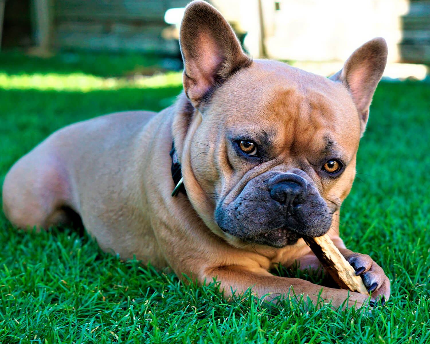 Anjing jenis French Bulldog