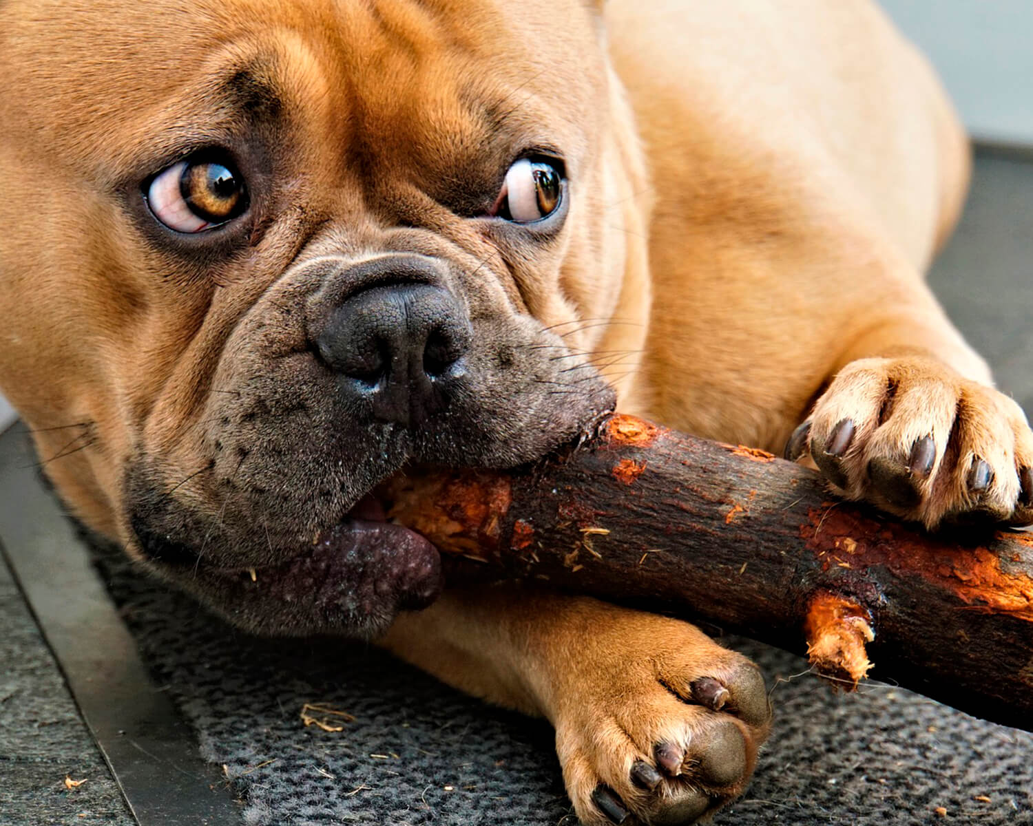 foto bulldog Prancis