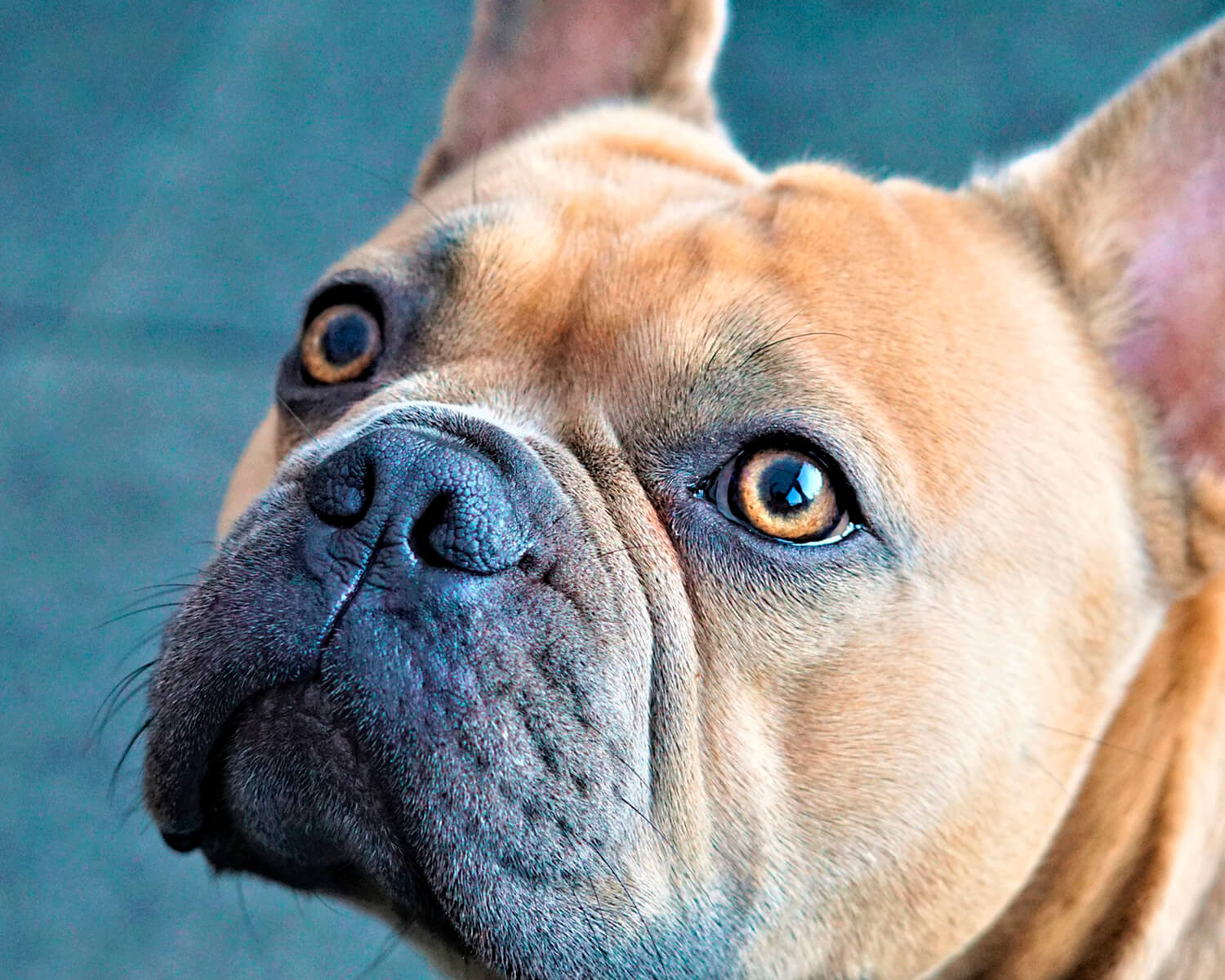 anjing trah Perancis bulldog