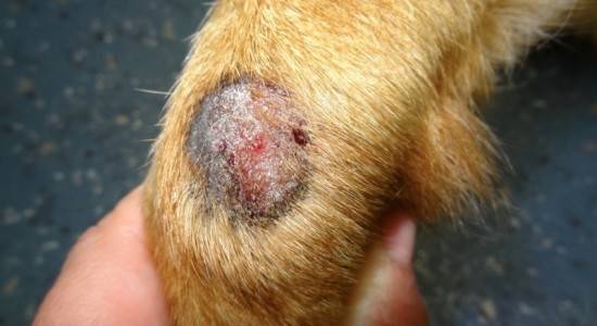 Jamur atau dermaphitosis pada anjing