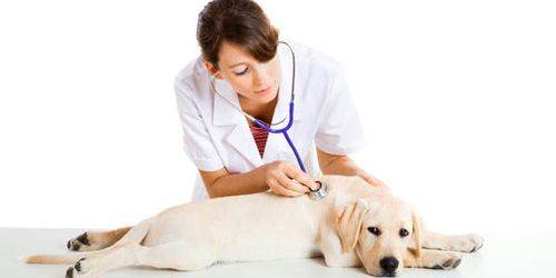 Diagnosis jamur pada anjing