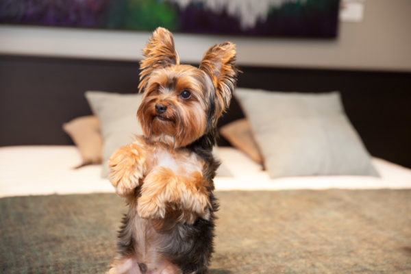 Karakter Yorkshire Terrier membaca artikel