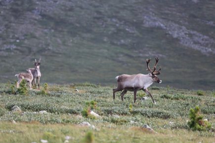 Rusa kutub di tundra