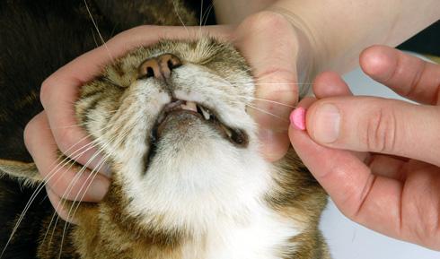 Cara memberi pil kucing - beberapa yang sederhana cara dan tips