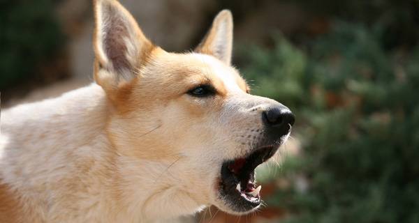 Cara menyapih anjing untuk menggonggong