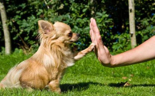 Metode Pelatihan Anjing
