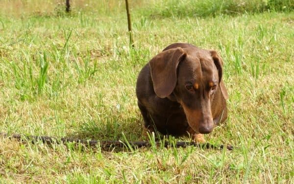 Cara menyapih seekor anjing untuk menjemput dari lantai atau tanah. Metode pengalihan perhatian.