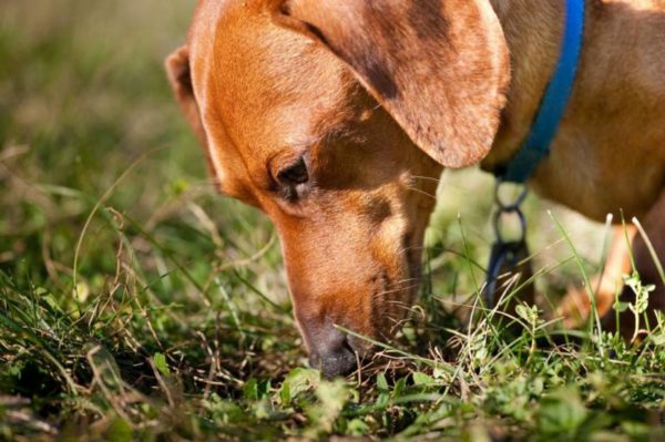 Cara menyapih pick anjing dari lantai atau tanah