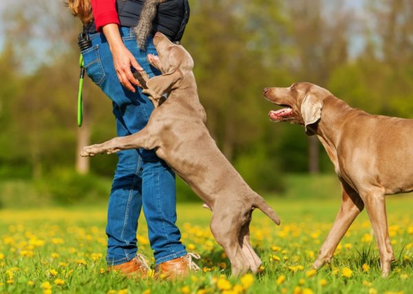 Cara menyapih seekor anjing untuk melompat pada orang
