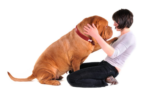 Cara menyapih seekor anjing dewasa untuk melompat pada orang