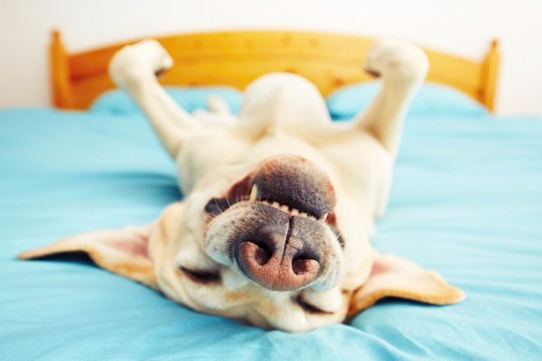 Bagaimana cara menyapih seekor anjing untuk tidur di tempat tidur dengan pemiliknya