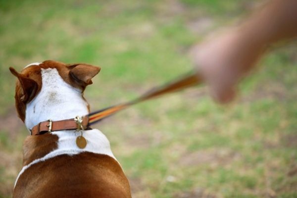 Bagaimana cara menyapih seekor anjing menarik tali baca artikel itu
