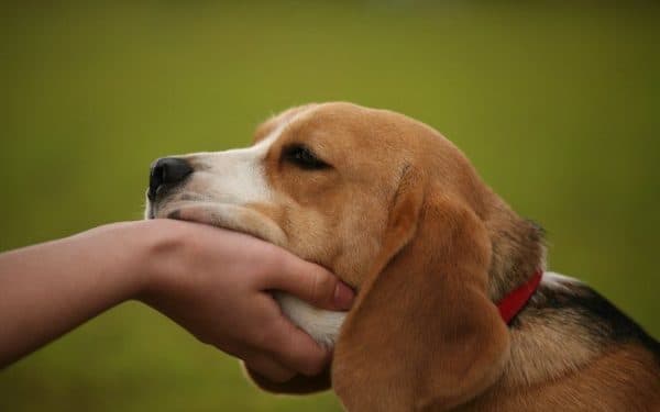 Bagaimana menunjukkan kepada anjing bahwa kamu adalah seorang pemimpin