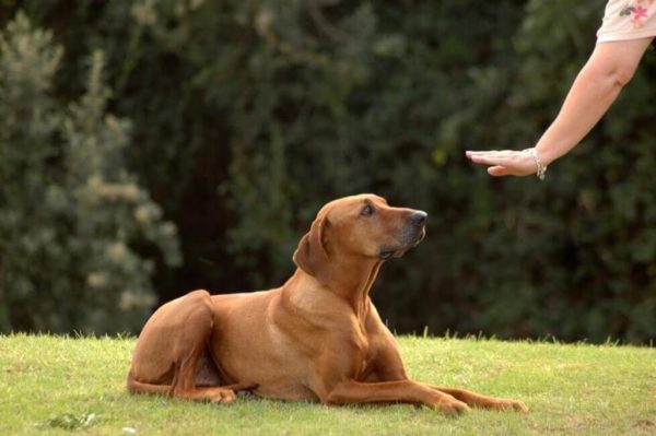 Bagaimana cara menunjukkan kepada anjing bahwa kamu adalah pemimpinnya membaca artikel