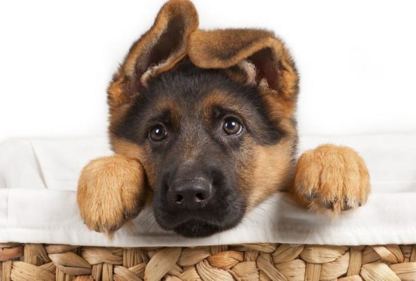 Anjing lucu