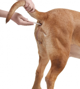 Mengukur suhu tubuh anjing
