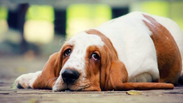 Anjing itu sekarat