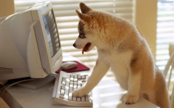 Cara melatih anjing agar tetap di rumah baca artikel