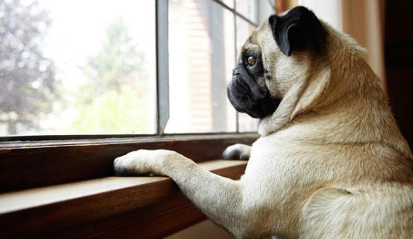 Bagaimana cara melatih seekor anjing untuk tinggal di rumah