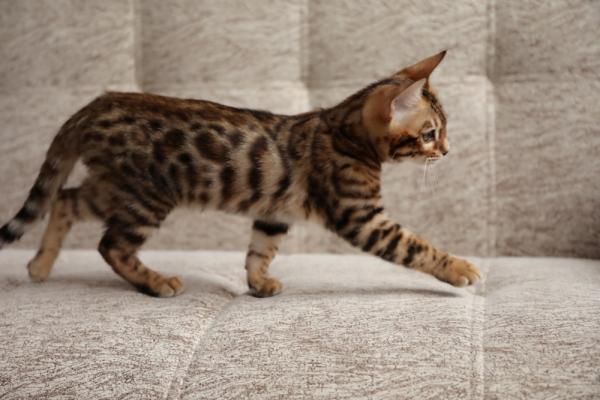 Julukan untuk kucing dan kucing Bengal