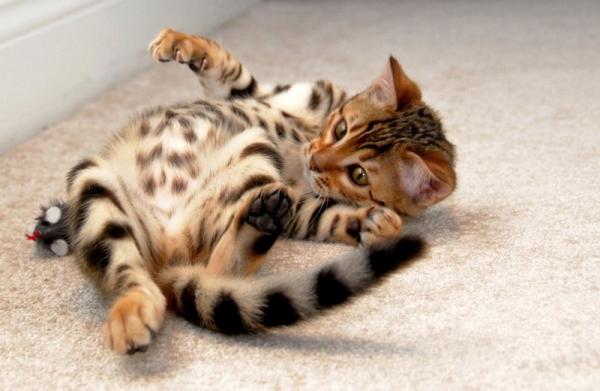 Julukan untuk kucing dan kucing Bengal