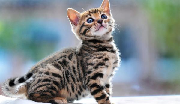 Julukan untuk kucing dan kucing Bengal