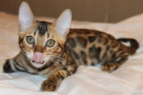 Julukan untuk kucing dan kucing Bengal
