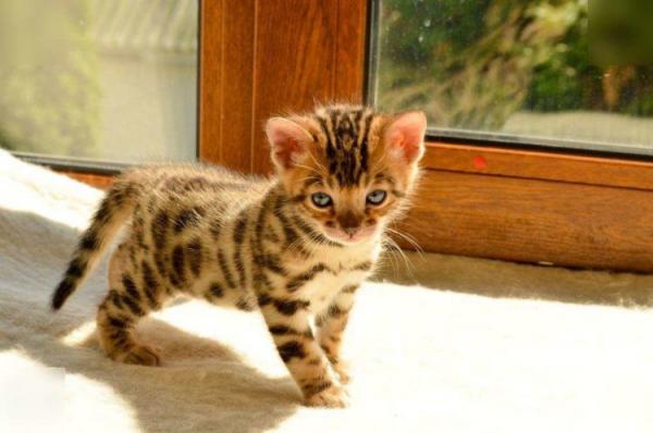 Julukan untuk kucing dan kucing Bengal