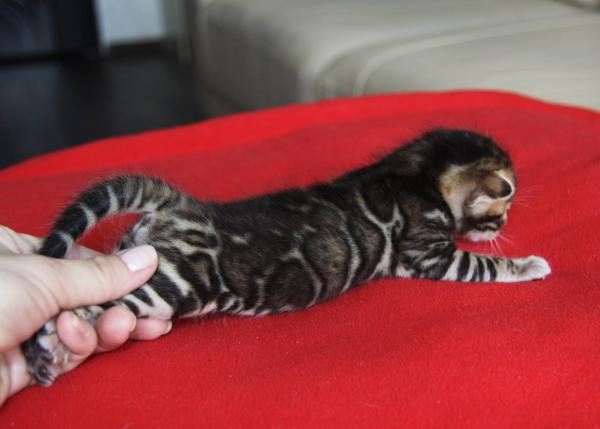 Julukan untuk kucing dan kucing Bengal