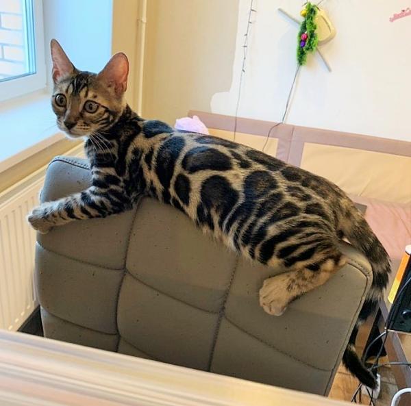 Julukan untuk kucing dan kucing Bengal