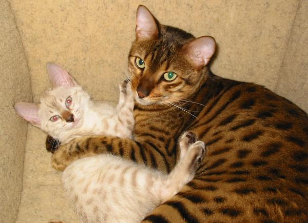 Julukan untuk kucing dan kucing Bengal