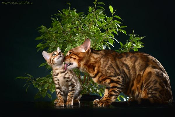 Julukan untuk kucing dan kucing Bengal