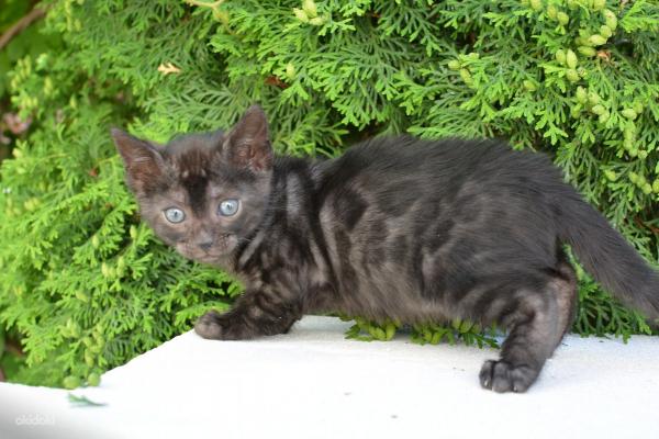 Julukan untuk kucing dan kucing Bengal