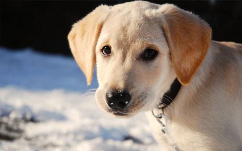 Julukan untuk anjing dan anjing pelacur