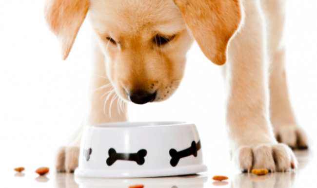 Paket Makanan Pro Anjing