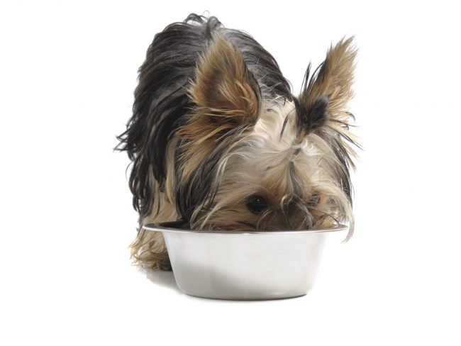 Paket Makanan Pro Anjing