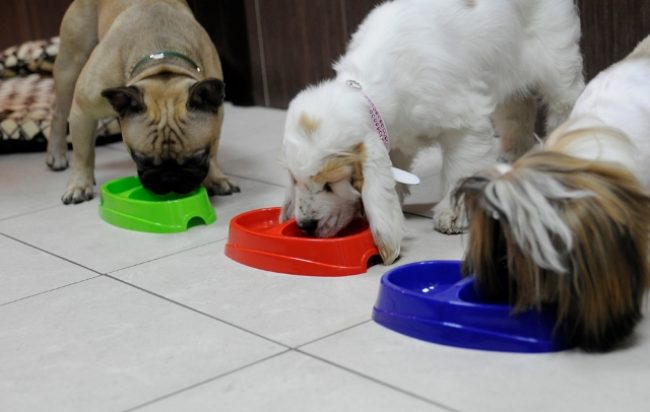 Paket Makanan Pro Anjing