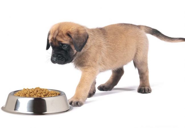 Paket Makanan Pro Anjing