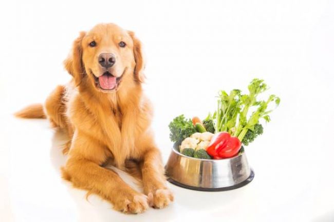 Paket Makanan Pro Anjing